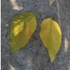 Celtis occidentalis - břestovec západní