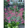 Centranthus ruber 'Coccineus' - mavuň červená