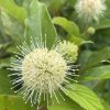 Cephalanthus occidentalis 'Magical Moonlight' - hlavoš západní