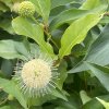 Cephalanthus occidentalis 'Magical Moonlight' - hlavoš západní