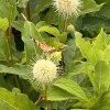 Cephalanthus occidentalis 'Magical Moonlight' - hlavoš západní