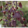 Cercidiphyllum japonicum 'Rotfuchs' - zmarličník japonský