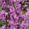 Cercis canadensis 'Alley Cat' - zmarlika kanadská