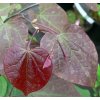 Cercis canadensis 'Forest Pancy' - zmarlika kanadská