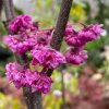 Cercis canadensis 'Pink Pom Poms' - zmarlika kanadská