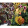 Cercis canadensis 'Ruby Falls' - zmarlika kanadská