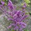 Cercis chinensis 'Avondale' - zmarlika čínská