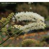 Cimicifuga simplex 'White Pearls' - ploštičník