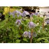 Clematis alpina - plamének alpský