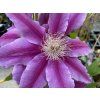 Clematis Dr. Ruppel - plamének / klematis
