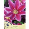 Clematis Dr. Ruppel - plamének / klematis