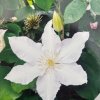 Clematis Gladys Picard - plamének / klematis