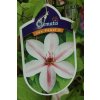 Clematis JAN PAVEL II. - plamének / klematis