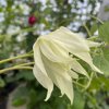 Clematis Lemon Dream - plamének / klematis