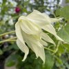 Clematis Lemon Dream - plamének / klematis