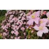 Clematis montana 'Rubens' - plamének horský
