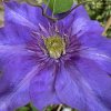 Clematis Multi Blue - plamének / klematis