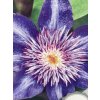 Clematis Multi Blue - plamének / klematis