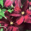 Clematis Niobe - plamének / klematis