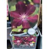 Clematis Rouge Cardinal - plamének / klematis
