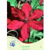 Clematis Solidarność - plamének / klematis
