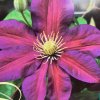 Clematis Sunset - plamének / klematis