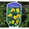 Clematis tangutica syn. Clematis orientalis - plamének tangutský