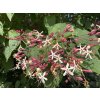 Clerodendrum trichotomum - blahokeř trojmý