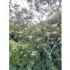 Clethra barbinervis 'Great Star' - jochovec