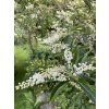 Clethra barbinervis 'Great Star' - jochovec
