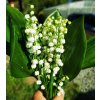 Convallaria majalis - konvalinka vonná