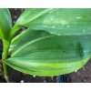 Convallaria majalis 'Hofheim' - konvalinka vonná