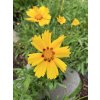 Coreopsis lanceolata 'Sterntaler' - krásnoočko