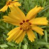 Coreopsis lanceolata 'Sterntaler' - krásnoočko