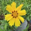 Coreopsis lanceolata 'Sterntaler' - krásnoočko