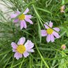 Coreopsis rosea - krásnoočko přeslenité