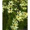 Coreopsis verticillata 'Moonbeam' - krásnoočko přeslenité