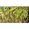 Cornus alba 'Aurea' - svída bílá