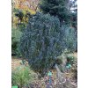 cornus sang Compressa
