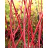 Cornus alba 'Sibirica' - svída bílá