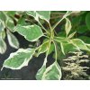 Cornus controversa 'Variegata' - svída sporná