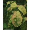 Cornus florida 'Daniela' - dřín květnatý