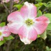 Cornus florida 'Cherokee Chief' - dřín květnatý