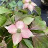 Cornus kousa 'Cappucino' - dřín japonský