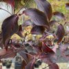 Cornus kousa 'Cappucino' - dřín japonský