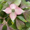 Cornus kousa 'Cappucino' - dřín japonský