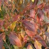 Cornus kousa 'Flower Tower' - dřín japonský