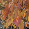 Cornus kousa 'China Girl' - dřín japonský