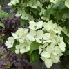 Cornus kousa 'Mattia' kmínek - dřín japonský