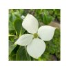Cornus kousa 'Mattia' kmínek - dřín japonský